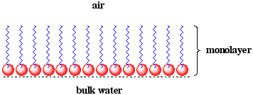 a monolayer